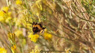 A butterfly flying always from flower