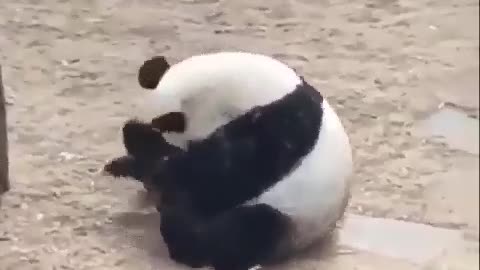 panda new video