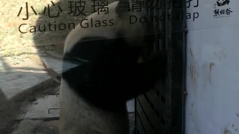 The giant panda opens and closes the door with smooth movements