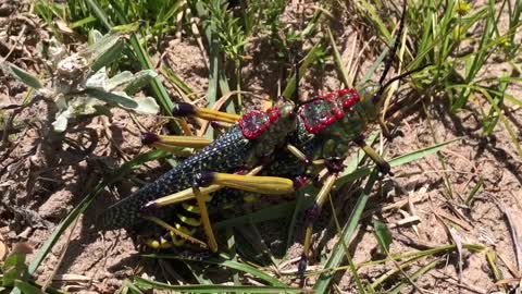 pretty bugs making love