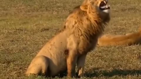 Troll Prank Dog & Fake Lion and Fake Tiger Prank To Dog || Video Troll 2022