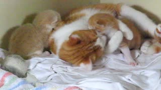 Mother cat hugs her precious kittens