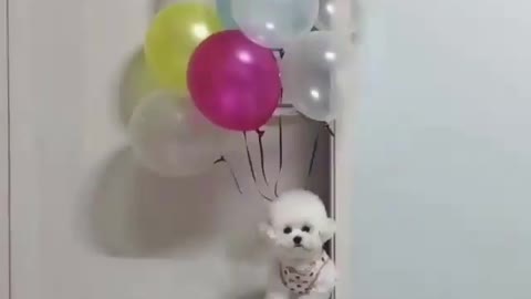 A flying puppy