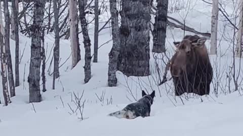 Moose Ignores Dog, Dog Ignores Human