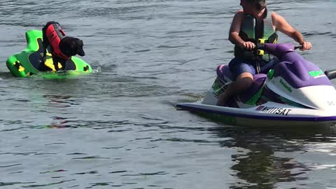 Dogs Delicate Balancing Act While Riding on a Tube