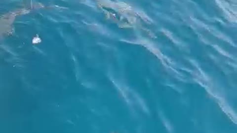 The art of shark hunting