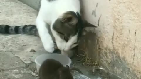 Is This a Joke 😮😮?? Rat having a food and what Cat Is doing behind??See what is the matter 😹😹