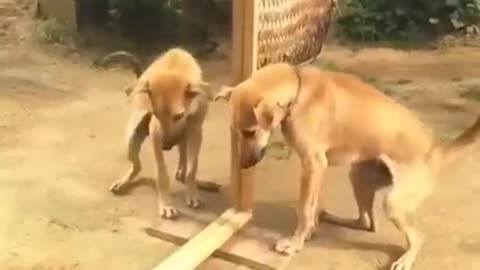 Funny dog mirror prank