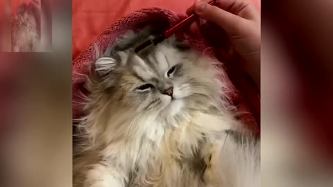 Grooming my cat