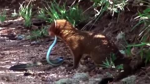 Mongoose vs snake fight