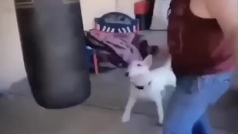Funny dog playing with punching bag