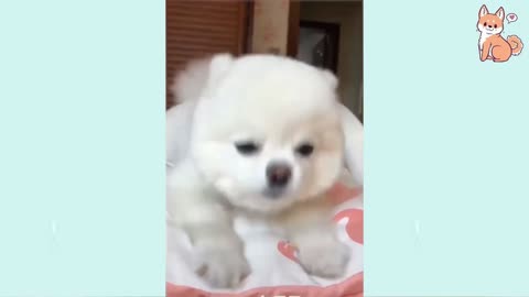 CARE CUTE PUPPY#YT#SHORTS#