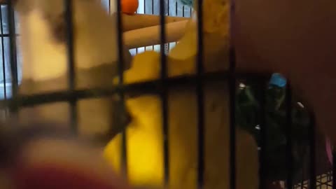 Cockatiel Gives Bedtime Kisses