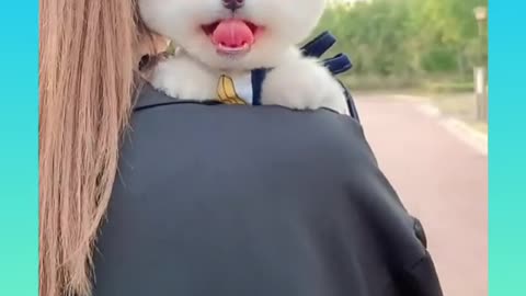 Cute and Funny Dog !!