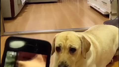 A smart dog imitating the picture