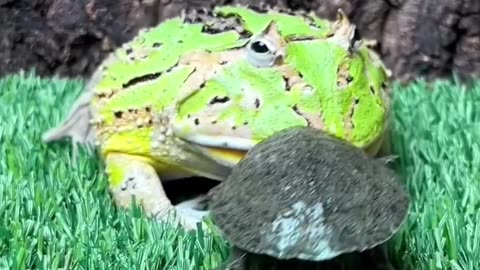 Hungry Frog gets beaten by Master Cat