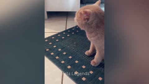 Funny cat playing 😁🤣