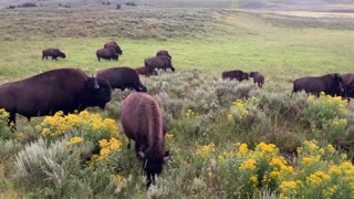Close Encounter with Some Beautiful Buffalo