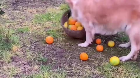 Golden Helps Harvesting Oranges