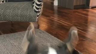 Dog running into camera