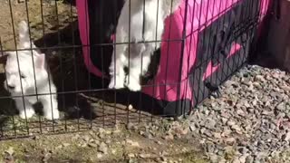 Westiepuppy trying to escape