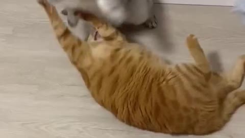 Cute cat playing