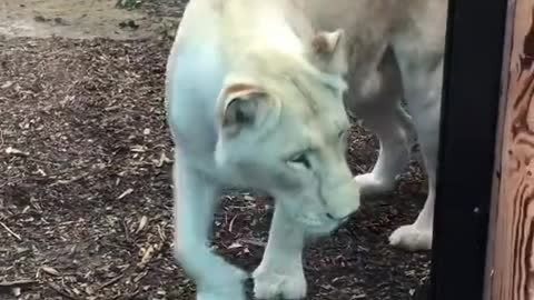 zoo kid play hide and seek with lion