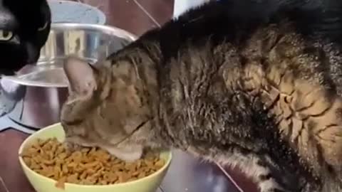 Gato come ao estilo "retroescavadora" e deixa parceiro boquiaberto