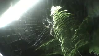 Filmando uma aranha de jardim e suas teias com uma lanterna durante à noite [Nature & Animals]
