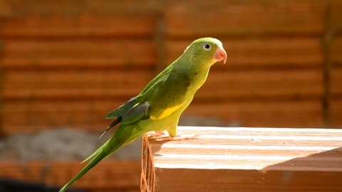 smart bird parrot