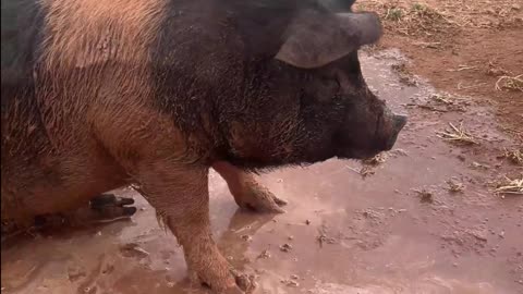 Water Fun with Petunia the Pig at H5 Ranch! 🐷💧