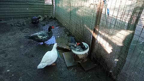 Duck in a bucket