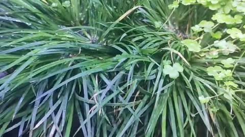 rockery water grass potted plant