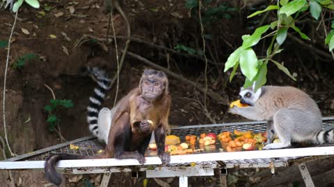 A group of monkeys and monkeys, along with their children, ate fruit from the comedy trees