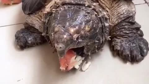 What kind of turtle is this? It can bite off an apple in one bite.