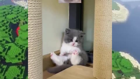 Baby Cat Fights😍