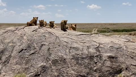 Baby Lions and their mama- Serengeti