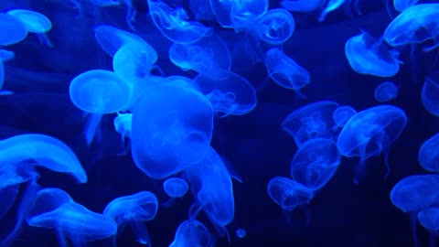 Jellyfish swim at the bottom of the ocean where is SpongeBob