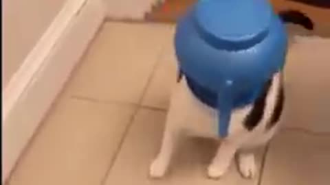 Short Funny cute Cat video