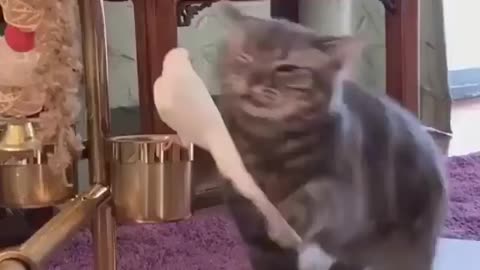 Funny Cats Annoying Parrots Compilation 2021 || NEW HD