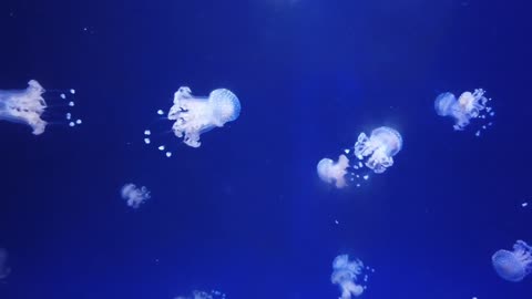 Amazing Jellyfish swimming underwater - pretty ocean creatures - relaxing ocean sounds