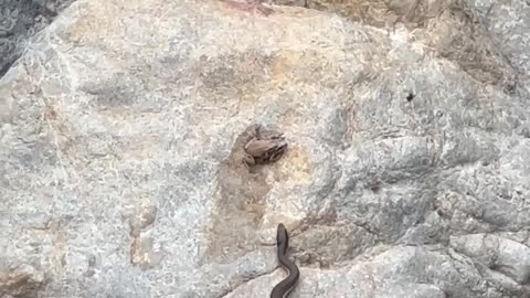 Snake attacks mating frogs