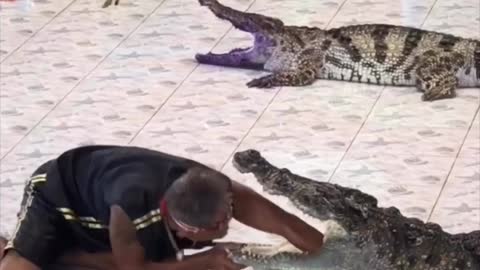 Crocodile Show Ends with Unexpected Feeding