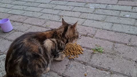 A group of hungry cats followed me because they knew I had food in my bag