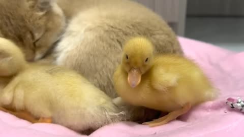 Cute kitten and ducklings sleep together 🐱🐥💤