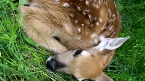 Newborn Fawn Meets Golden Retriever