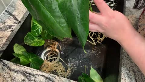 How to clean new plants