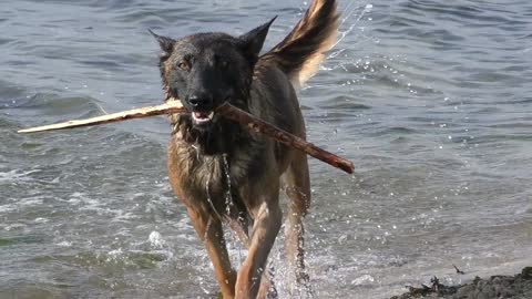 Dog Malinois