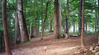 The Woods - 08/06/2021