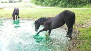 Orphaned foal goes swimming for the first time